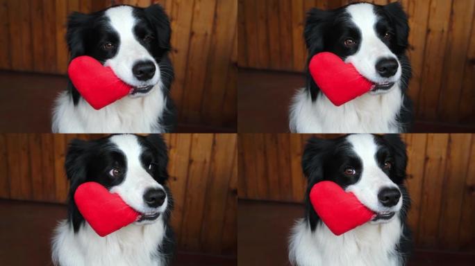 圣情人节概念。有趣可爱的小狗边境牧羊犬嘴里抱着红色的心，在家室内背景。可爱的爱狗在情人节送礼物。