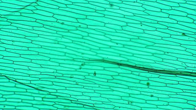 100倍显微镜下在明场上拍摄的葱属全山表皮