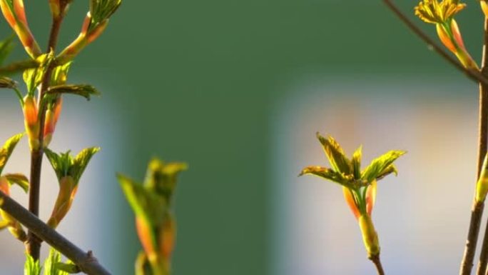 模糊中盛开的芽的特写视图