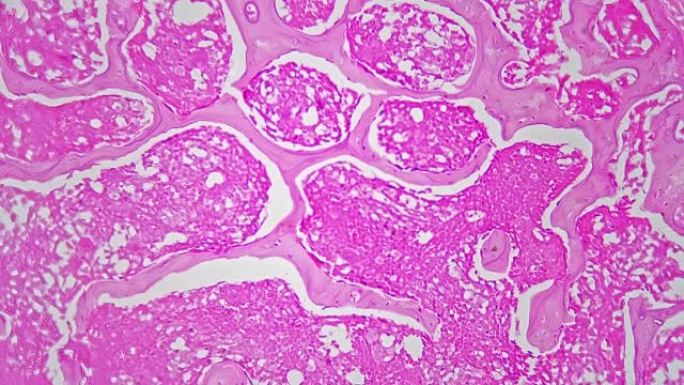 明场背景下200x显微镜下拍摄的鼠尾横截面