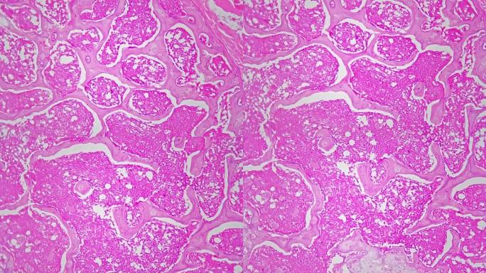 明场背景下200x显微镜下拍摄的鼠尾横截面