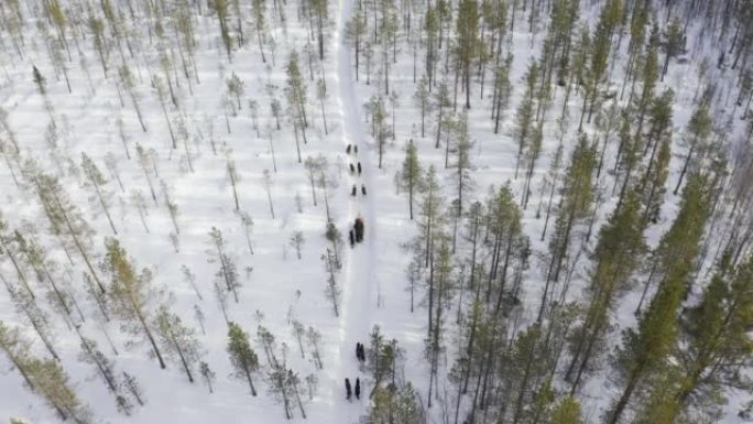 在森林中奔跑的雪橇犬的鸟瞰图。