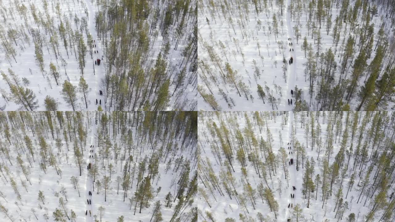在森林中奔跑的雪橇犬的鸟瞰图。