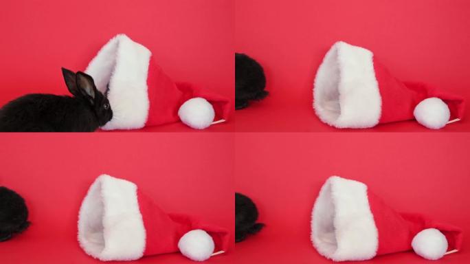 两只黑色兔子坐在红色的圣诞老人帽子里，看着相机。动物隔离在红色工作室背景。野兔是中国历法2023年的