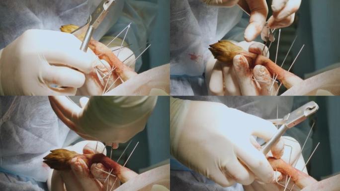 兽医用特殊工具执行辐条的弯曲。狗爪骨骨折的骨合成。外科医生使用手术针进行外部骨合成。