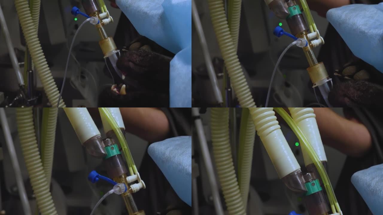狗在气体麻醉下睡觉，气管内导管就位并连接到麻醉机。从手术区域下方可以看到睡觉的狗的黑色枪口。