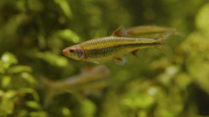 条纹鱼水族馆水族观赏观赏鱼类