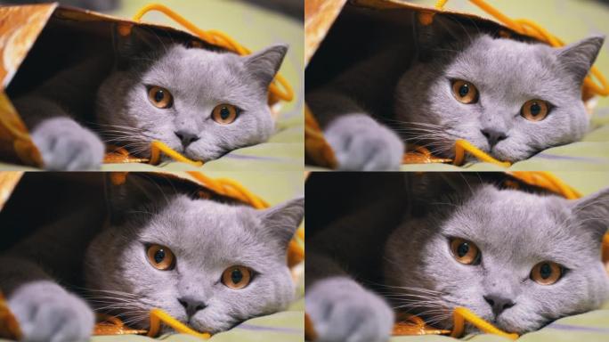 灰色英国猫藏在床上的纸箱里。特写。缩放