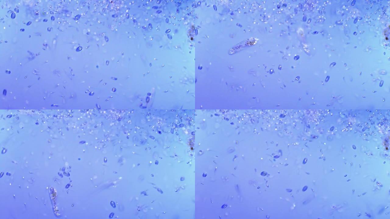 纤毛虫微生物菌落显微镜下的微生物细胞生物