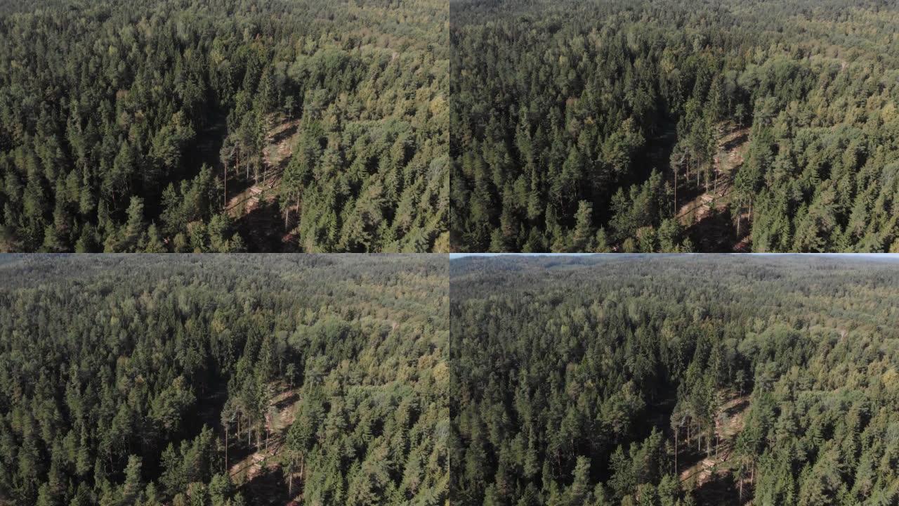森林砍伐的鸟瞰图。树木之间有很多砍伐的原木。