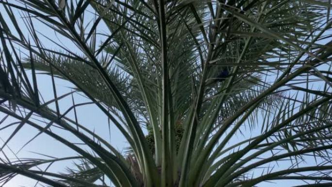 一只绿色鹦鹉和一只乌鸦坐在枣椰树上