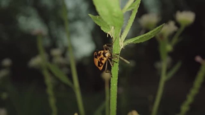 绿色植物上的小红虫