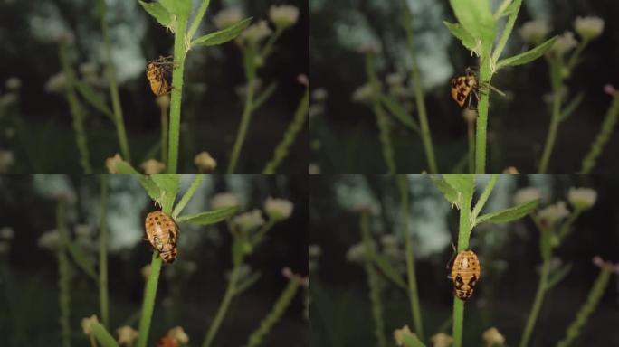 绿色植物上的小红虫