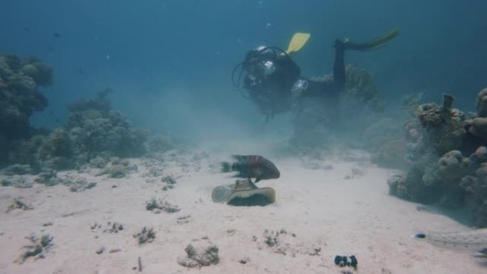 潜水员探索水下海洋生物，慢动作放大