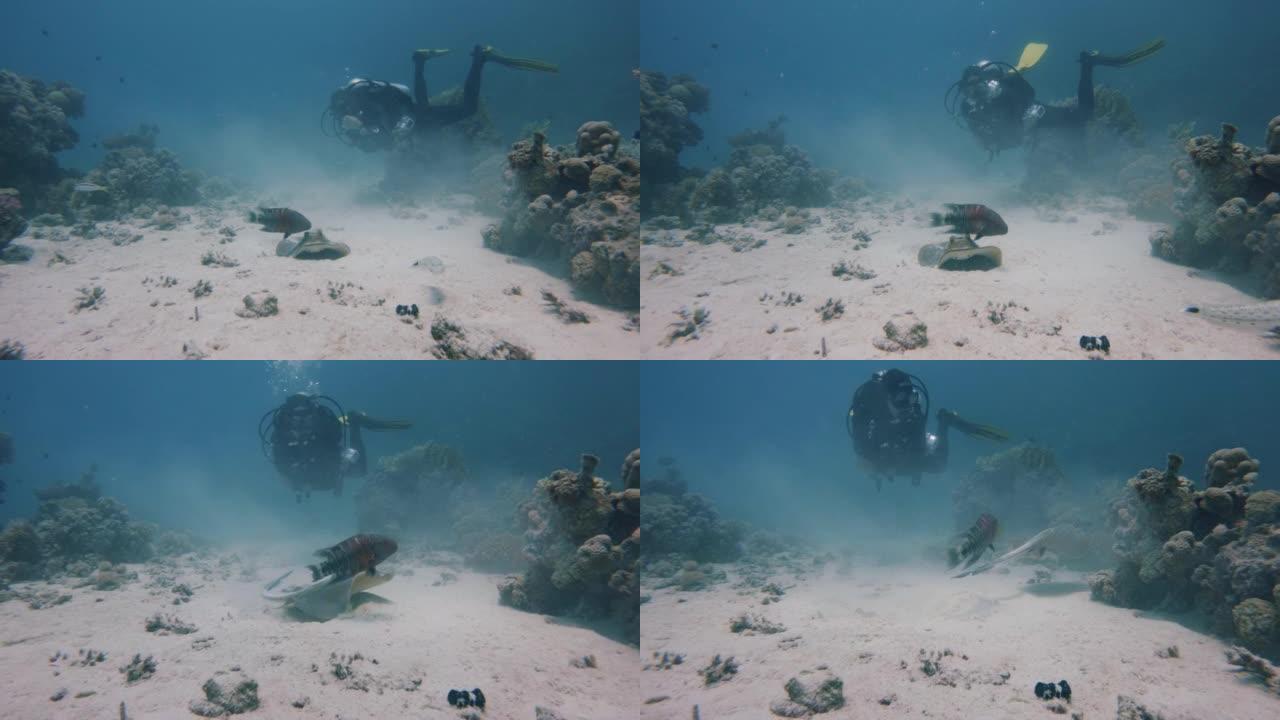 潜水员探索水下海洋生物，慢动作放大