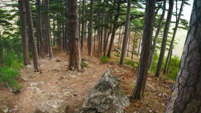在山腰上百年历史的松树之间被践踏的远足径中间的一块巨大岩石，空中无人机射击