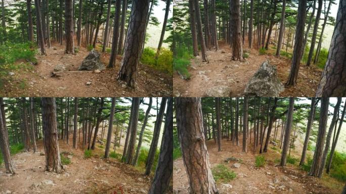 在山腰上百年历史的松树之间被践踏的远足径中间的一块巨大岩石，空中无人机射击