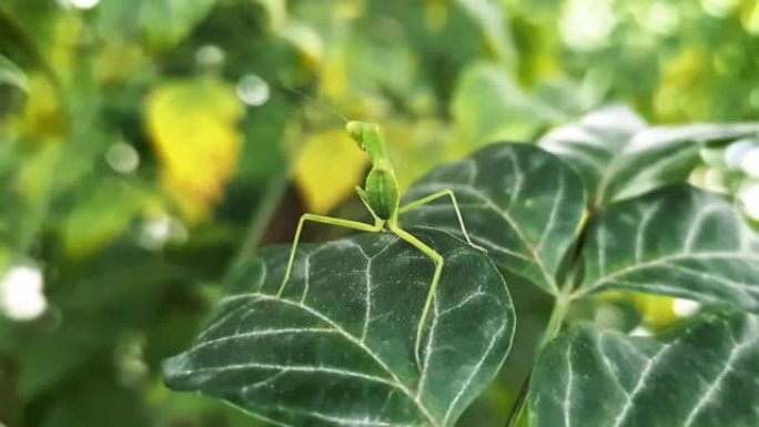 绿竹节虫的宏观观