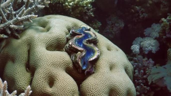 普通巨蛤 (Tridacna maxima) 与硬珊瑚 (Goniastrea edwardsi)