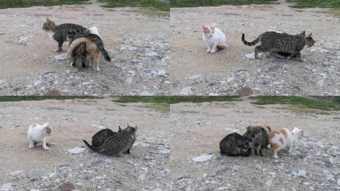 三只猫互相玩耍和取暖。