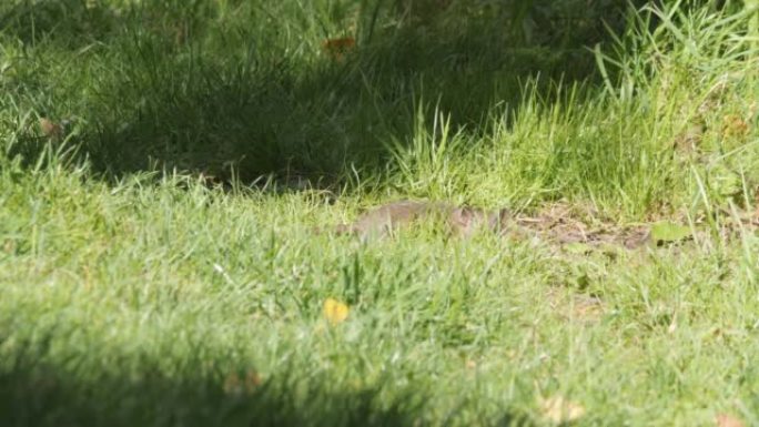 好奇的小老鼠闻起来，在草地上四处张望，低角度视角