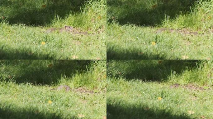 好奇的小老鼠闻起来，在草地上四处张望，低角度视角