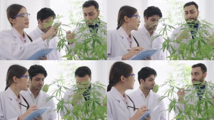 科学家通过在试管中向稀释的大麻中添加化学物质，讨论他们的发现并在实验室中在纸上做笔记来进行大麻化学测