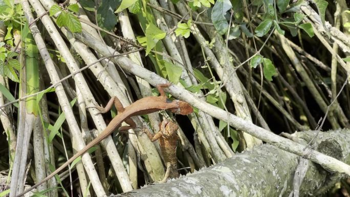 海南繁殖季森林变色树蜥活动
