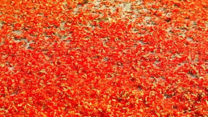 平移到印度橡树的红千花落在水泥地板上，蜜蜂从花中找到甜
