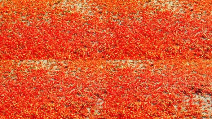 平移到印度橡树的红千花落在水泥地板上，蜜蜂从花中找到甜