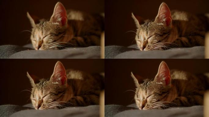 昏昏欲睡的猫昏昏欲睡的猫