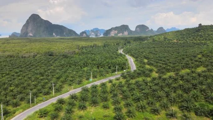 泰国油棕种植园的鸟瞰图