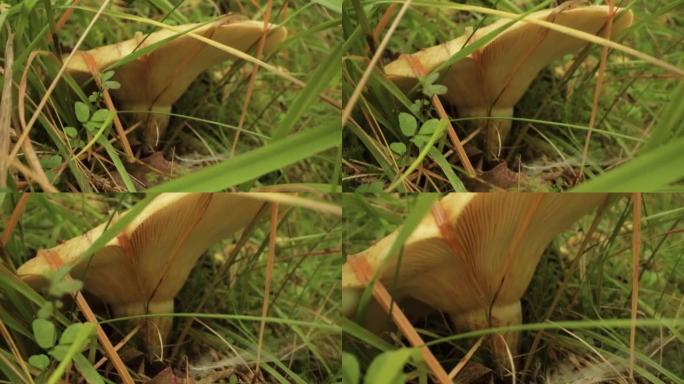 草丛中的食用蘑菇