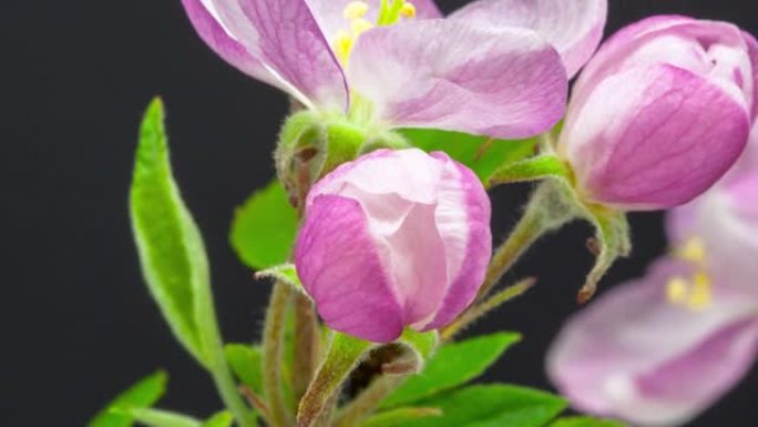 苹果树的4k延时白花盛开，并在黑色背景上生长。盛开的马鲁斯家蝇花。小白花，在黑色背景上生长和开花。