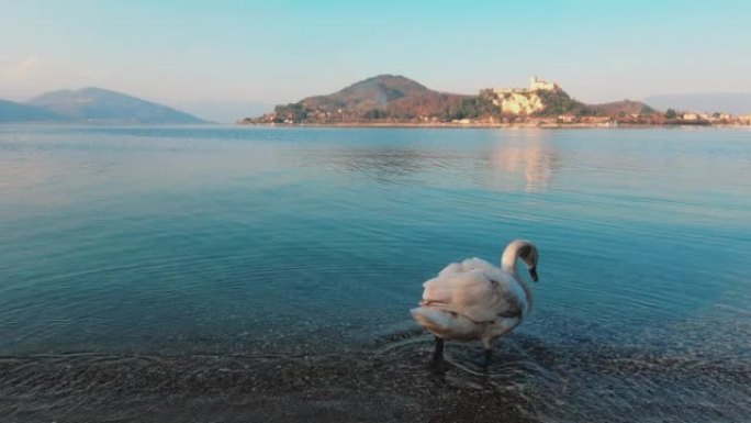 美丽优雅的白天鹅进入意大利马焦里湖的水中。背景中的安格拉城堡