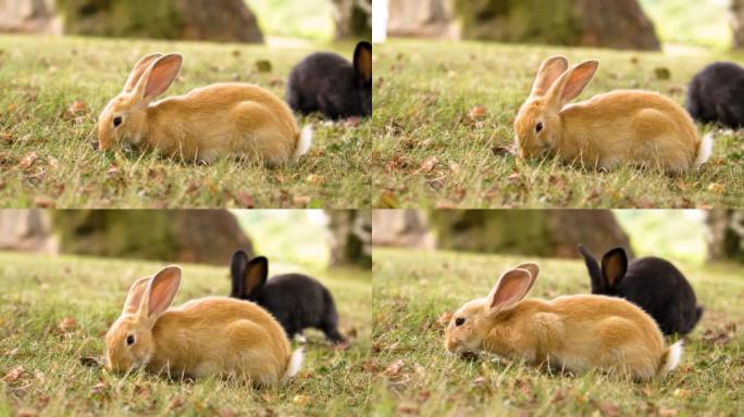 红黑兔子在夏天的草地上吃绿草