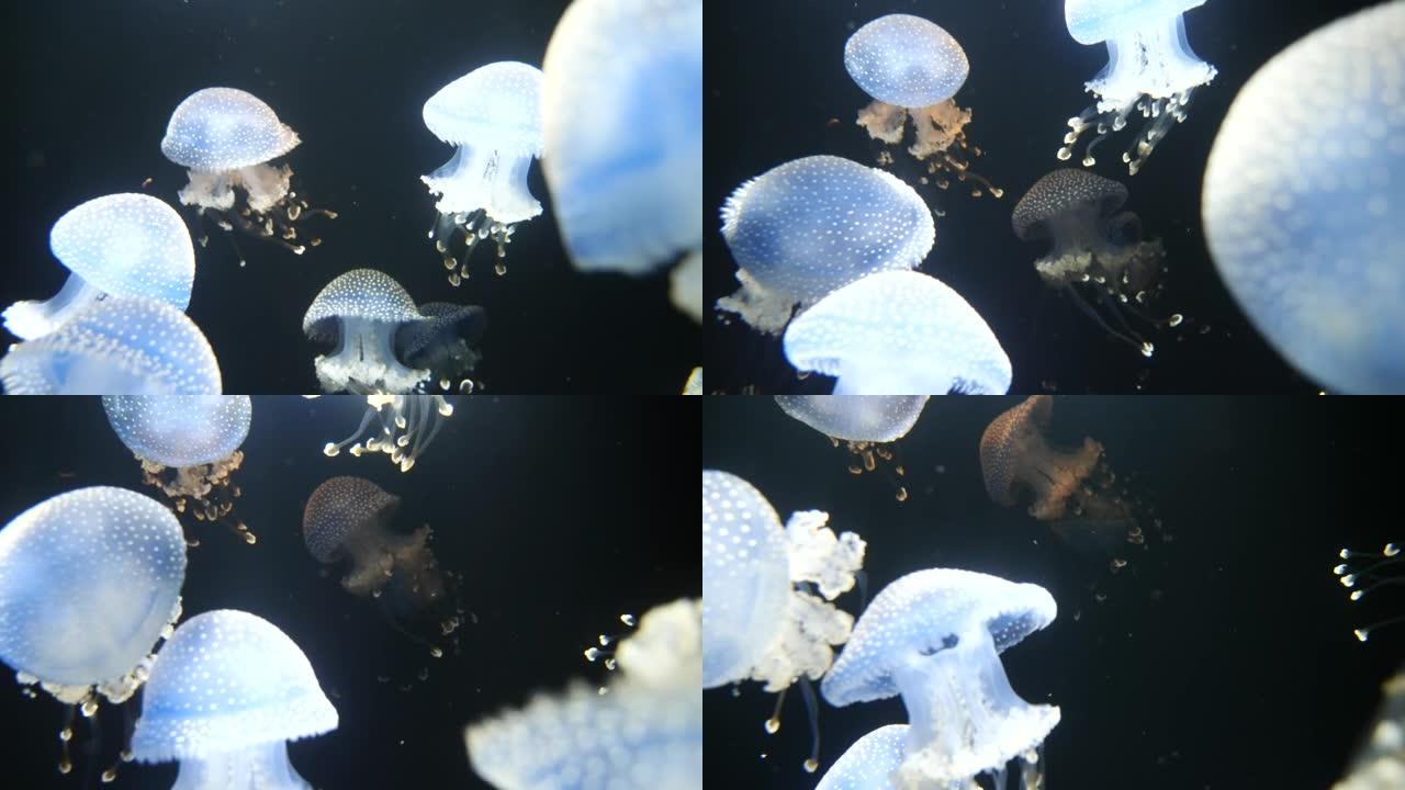 深蓝大海下鲜艳多彩的水母