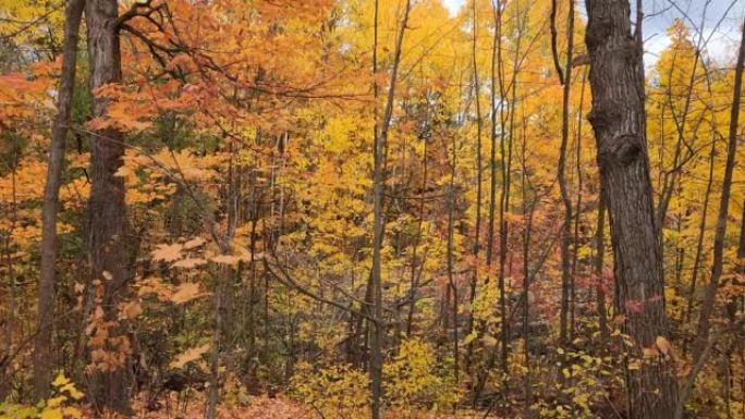 森林里令人惊叹的秋色