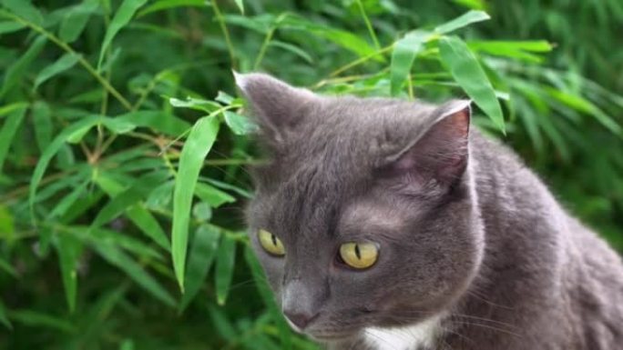 一只俄罗斯蓝猫，胸前有白色斑点，饶有兴趣地转回耳朵，惊讶地看着环境，绿色的眼睛鼓鼓的。猫坐在又长又尖