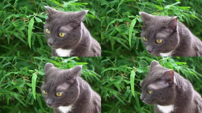 一只俄罗斯蓝猫，胸前有白色斑点，饶有兴趣地转回耳朵，惊讶地看着环境，绿色的眼睛鼓鼓的。猫坐在又长又尖