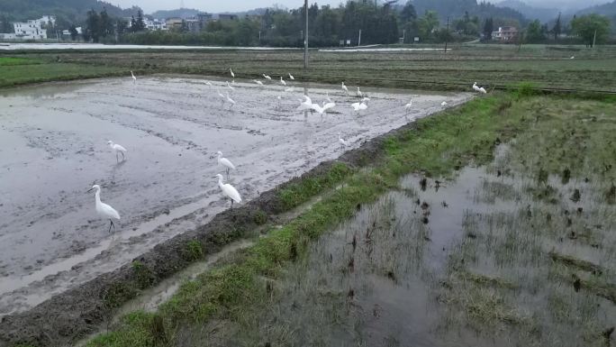 春耕  春分春雨  乡村田园  田园生态