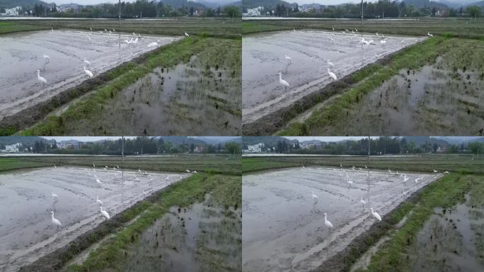 春耕  春分春雨  乡村田园  田园生态