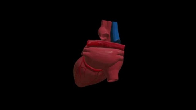 心脏血细胞循环动画