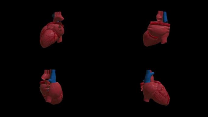 心脏血细胞循环动画