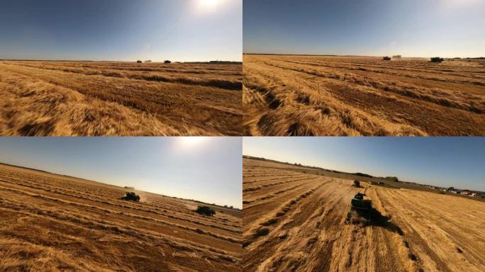FPV无人机在收获的田地上低空飞向两台联合收割机农业机器，这些机器在阳光明媚的夏日在麦田上收获金灿灿
