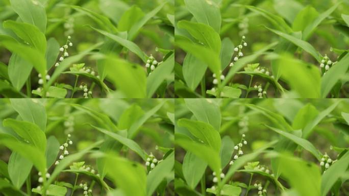 森林风中的山谷百合。Convallaria majalis。山谷百合花。慢动作。