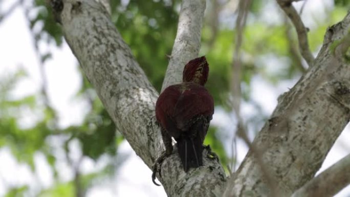 新加坡花边啄木鸟鸟类觅食森林