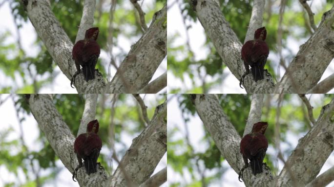 新加坡花边啄木鸟鸟类觅食森林
