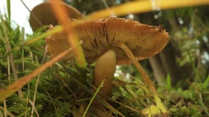 树林中不可食用的蘑菇