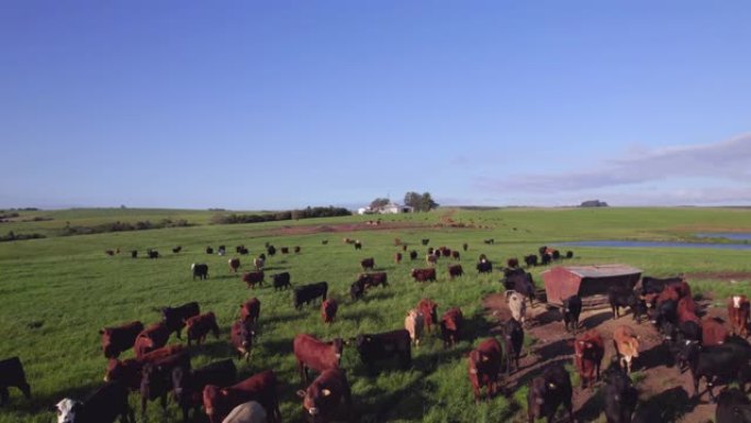 牧场中的牛畜牧场草原自然风光
